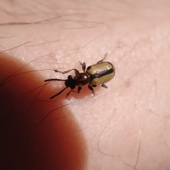 Crioceris paracenthesis