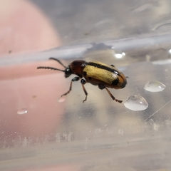 Crioceris paracenthesis