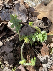 Stylophorum diphyllum