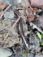 Plethodon stormi