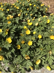 Adonis amurensis