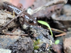 Plethodon stormi
