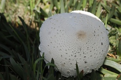 Macrolepiota zeyheri