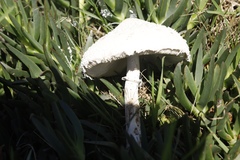Macrolepiota zeyheri