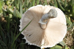 Macrolepiota zeyheri