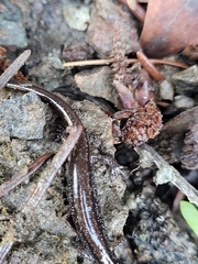 Plethodon stormi