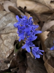 Scilla bifolia
