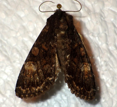 Apamea rubrirena