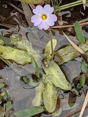 Pinguicula primuliflora