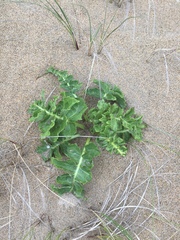 Sonchus grandifolius
