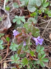 Glechoma hederacea