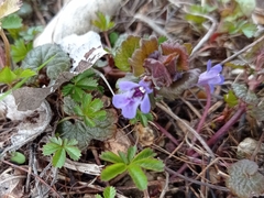 Glechoma hederacea