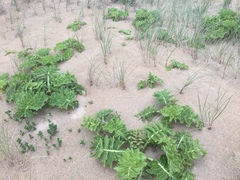 Sonchus grandifolius