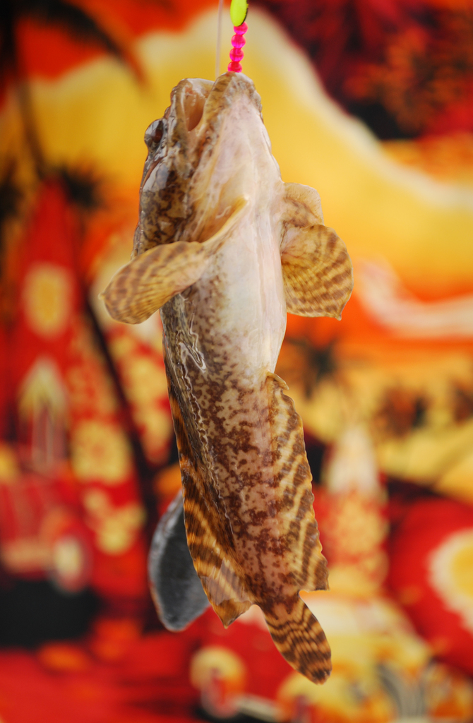 Oyster Toadfish from Calvert County, MD, USA on July 29, 2007 at 0213