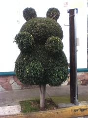 Ficus benjamina