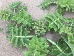 Sonchus grandifolius