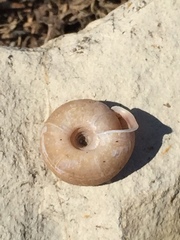 Helicodonta angigyra