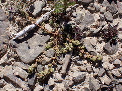 Chenopodium detestans