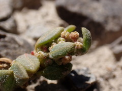 Chenopodium detestans