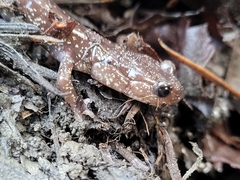 Plethodon stormi