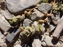 Chenopodium detestans