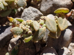 Chenopodium detestans