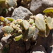 Chenopodium detestans - Photo (c) Jane Gosden, algunos derechos reservados (CC BY-NC), subido por Jane Gosden