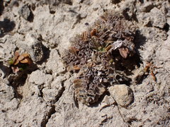 Myosotis brevis