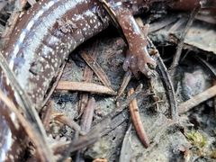 Plethodon stormi