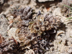 Myosotis brevis