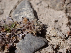 Myosotis brevis