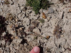 Myosotis brevis