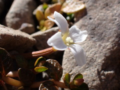 Epilobium angustum