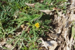 Chrysanthellum indicum