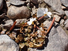Epilobium angustum