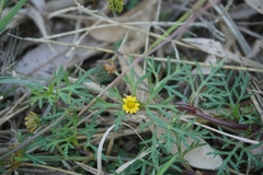 Chrysanthellum indicum