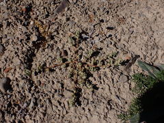 Chenopodium detestans