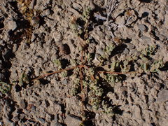 Chenopodium detestans