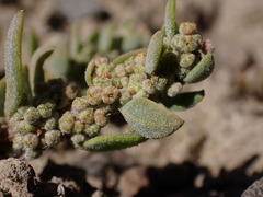 Chenopodium detestans