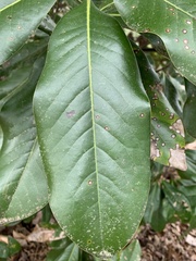 Magnolia grandiflora