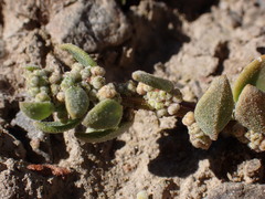 Chenopodium detestans