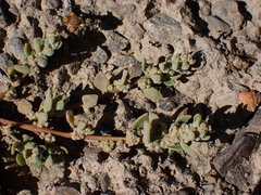 Chenopodium detestans