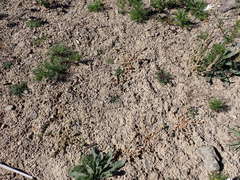 Chenopodium detestans