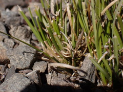 Carex cirrhosa