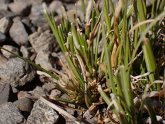 Carex cirrhosa