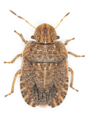 Sciocoris microphthalmus