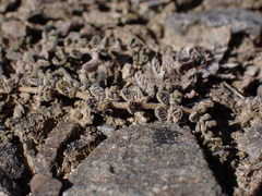 Veronica lilliputiana