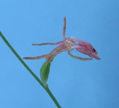 Gaura