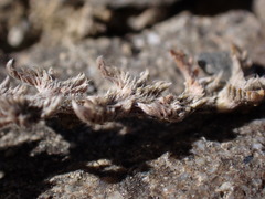 Leptinella maniototo
