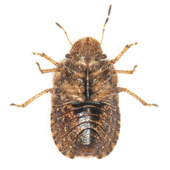 Sciocoris microphthalmus